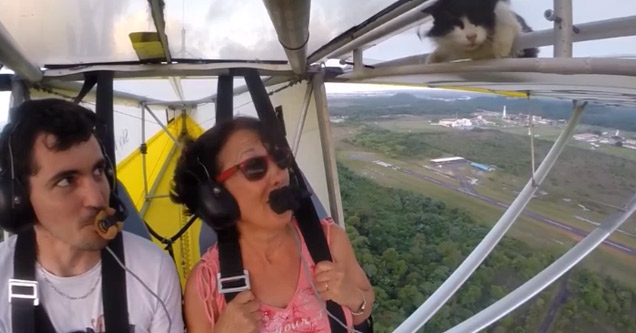 Kitty Surprise During Flight