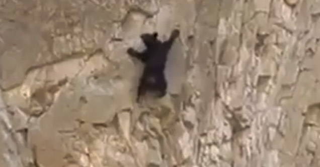 Bear Climbs Straight Up A F**king Cliff