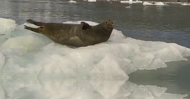 Sunbathing Seal Gets Spooked By A Passing SailBoat