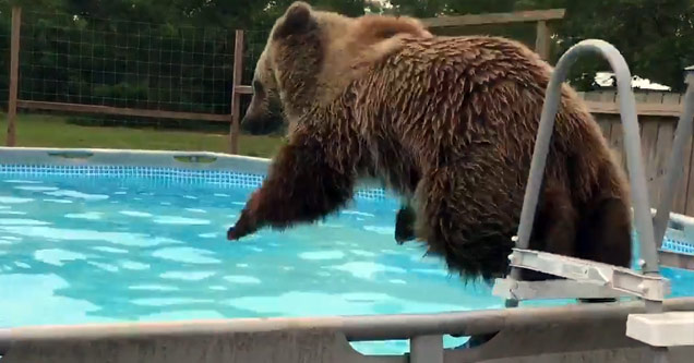 Bear Cools Off By Going For A Swim