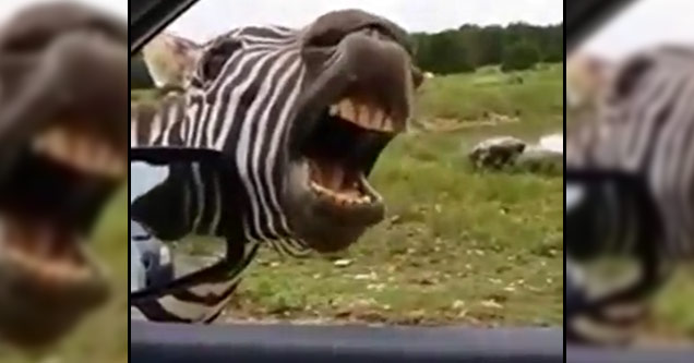 Zebra Sings For Snacks