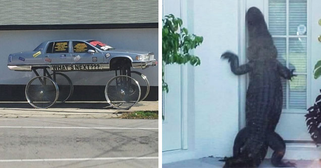 13 Bizarre Photos Of Things That Could Only Happen In Florida