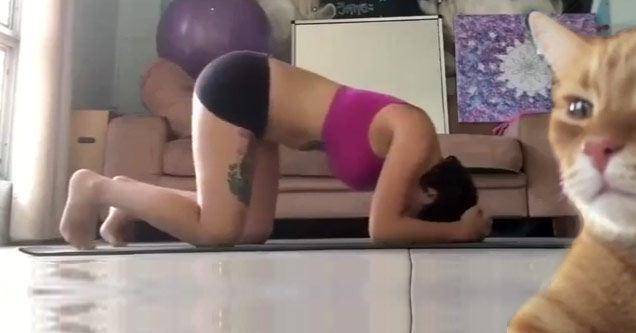 Arrogant Cat Ruins Yoga Video