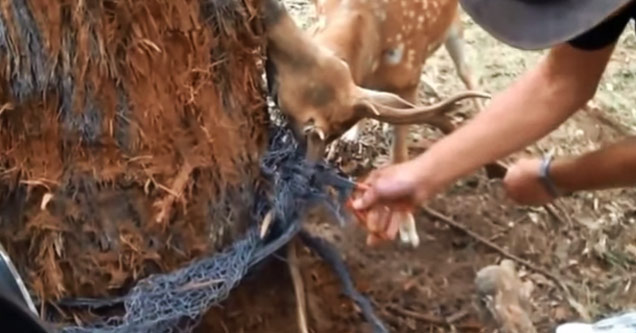 Man Rescues A Deer Stuck In A Fence