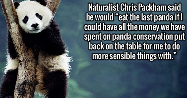 panda funny - Naturalist Chris Packham said he would eat the last panda if| could have all the money we have spent on panda conservation put back on the table for me to do more sensible things with.