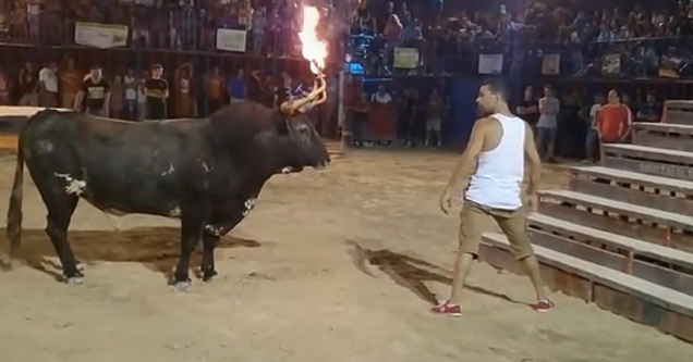 Idiot vs. Bull With Flaming Horns