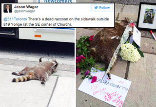 Epic mourning of a dead raccoon.