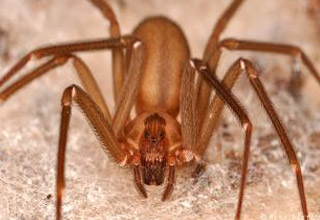 A woman was bitten by a brown recluse spider, the results were graphic.