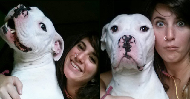 21 Reasons Not To Have A Pit Bull As A Pet