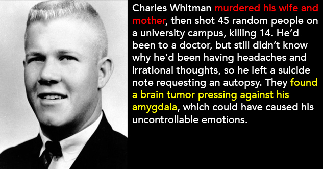 human behavior - 'In 1966, Charles Whitman murdered his wife and mother, then shot 45 random people on a university campus, killing 14 of them. 'He'd been to a doctor, but still didn't know why he'd been having bad headaches and irrational thoughts, so he