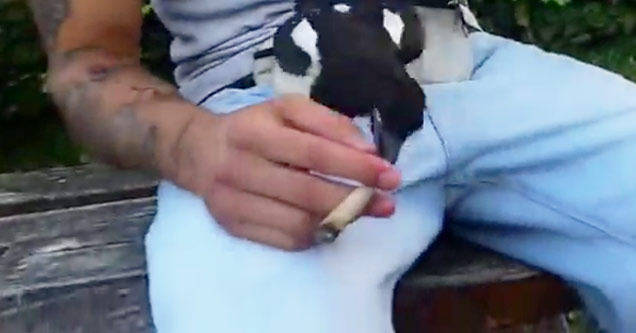 Thug Bird Steals Fat Joint