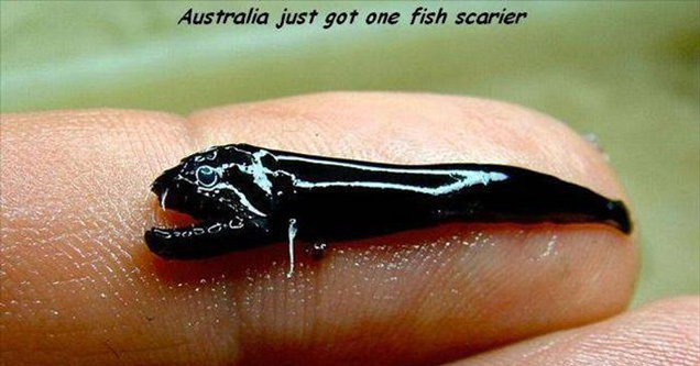 black dragonfish - Australia just got one fish scarier