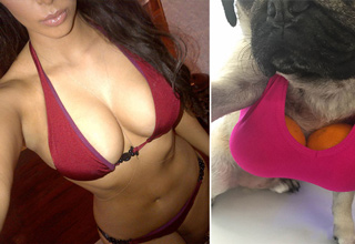 Doug the Pug decided to recreate Kim Kardashian's sexiest selfies.