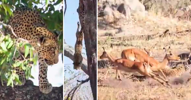 Leopard Stealth Attack On An Impala