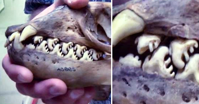 crabeater seal teeth