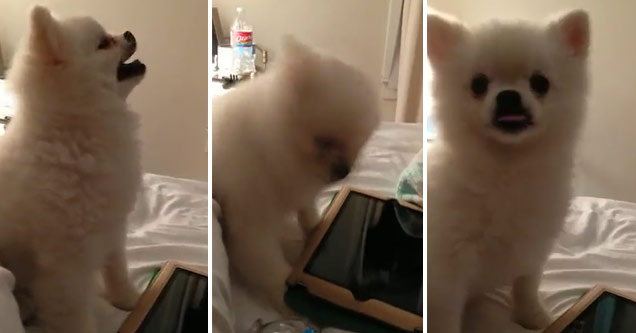 This Pomeranian Has The Funniest Sneeze Ever