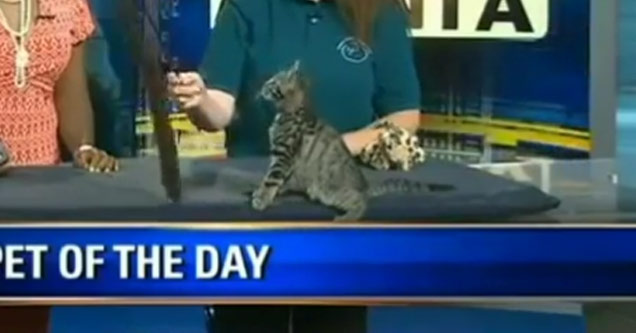 Kitten Flips Out On Live TV