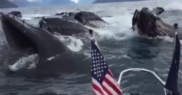 Whales Surprise Tourist Filming Seagulls