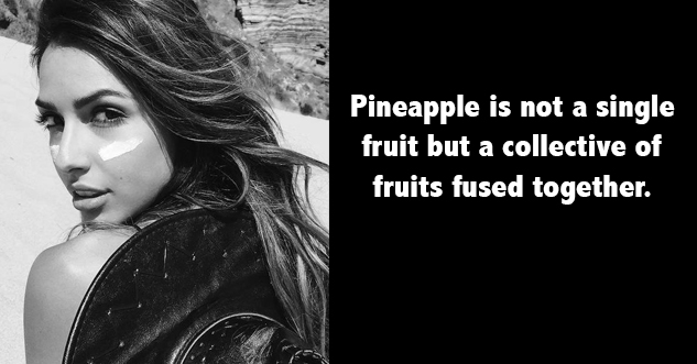 photograph - Pineapple is not a fruit but collective fruits. A group of fruits combined together