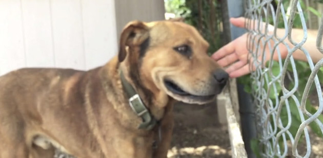 Dog Rescued After A Decade Alone And Unloved