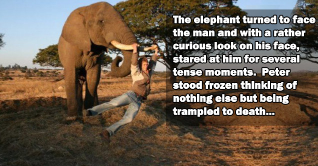 A Heartwarming Story Of A Man And An Elephant