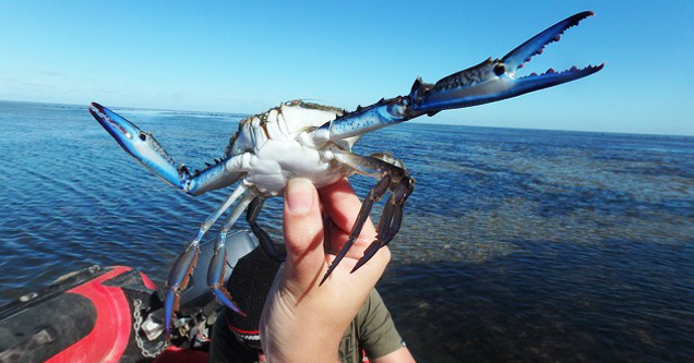 An Epic Crab Photoshop Battle Erupts Online