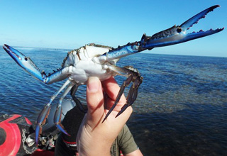 One day, youâ€™re a modest crustacean chilling on the beach, and next you're an internet sensation!