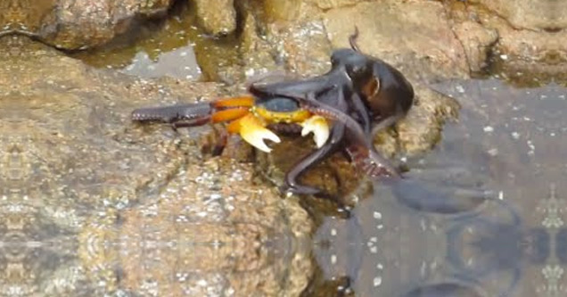 Ozzy Man Narrates Octopus Eating A Crab - Funny Video ...