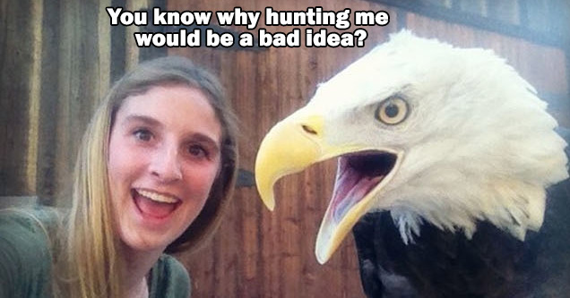 eagle puns - You Know Why Hunting Me Would Be A Bad Idea? 'Cause It'S IllEagle!!