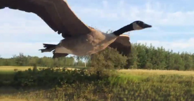 Lost Goose Flies Alongside Truck