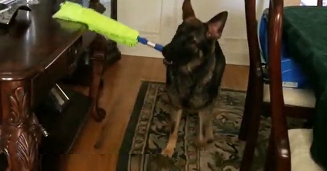 German Shepherd Helps His Owners Clean