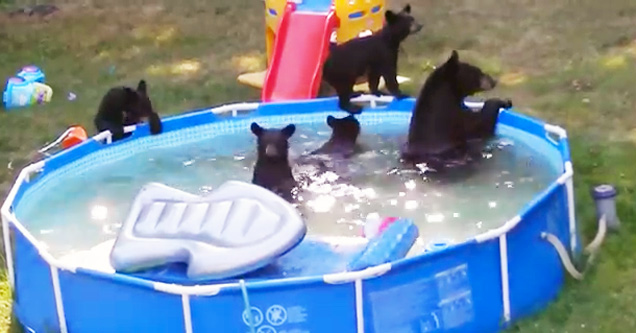 A Family of Bears Take Over Backyard Pool