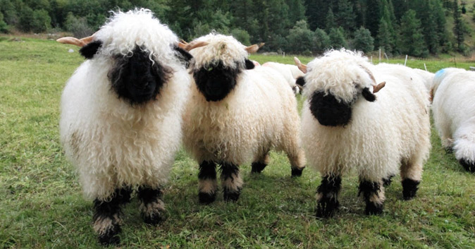 Blacknose sheep