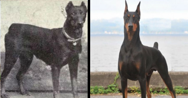 Shocking Ways Dogs Have Evolved Over 100 Years