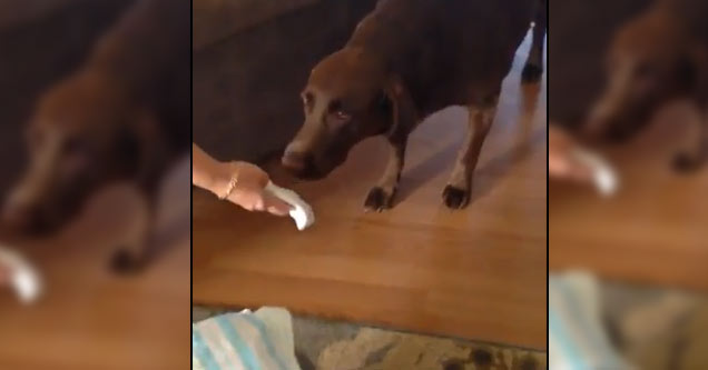 Dog Reacts To Baby Sister's Arrival