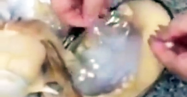 Real or Fake: Oyster Surprise, iPhone Ants, Army Prank