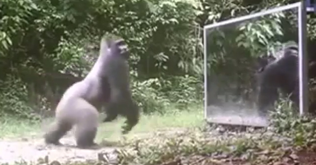 Scientists Put a Mirror in The Jungle