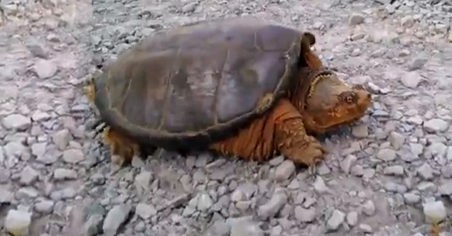 Snapping Turtle Attacks After Dude Pisses It Off