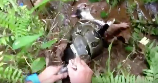 Cat Saved From Boa Constrictor's Death Grip