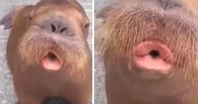 Walrus Has Learned How To Whistle