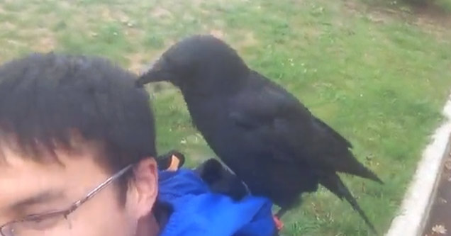 Kid Has An Unusual Encounter With A Crow