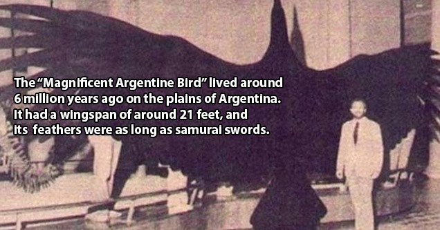 Disturbing Facts You Won't Learn In School | Yes, that is a real bird. Known as the 