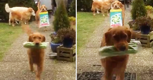 Golden Retrievers Bring Home The Groceries