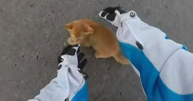 Biker Chick Saves A Kitten In The Intersection