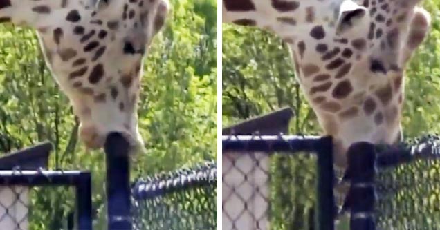 Giraffe Shows Some Previously Unknown Skills