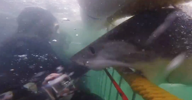 Great White Shark Attacks Divers Full Speed