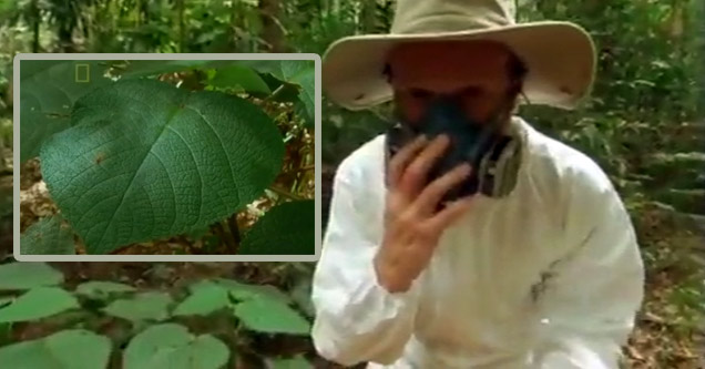 Why You Don't Want To Touch The Gympie-Gympie Plant