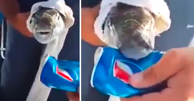 Puffer Fish Attacks Soda Can