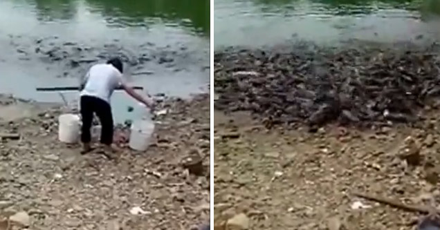 Hungry Chinese Fish Go On Shore To Eat