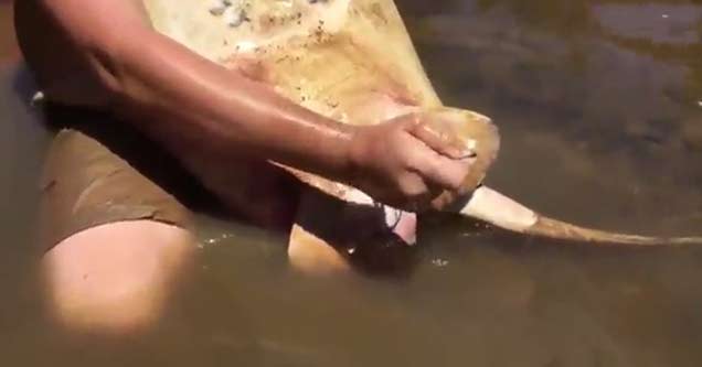 Young Steve Irwin Delivers 14 Baby Stingrays